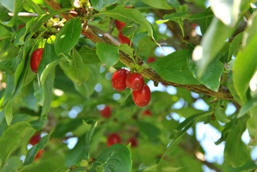 Bài thuốc trị bệnh từ dược liệu Sơn thù